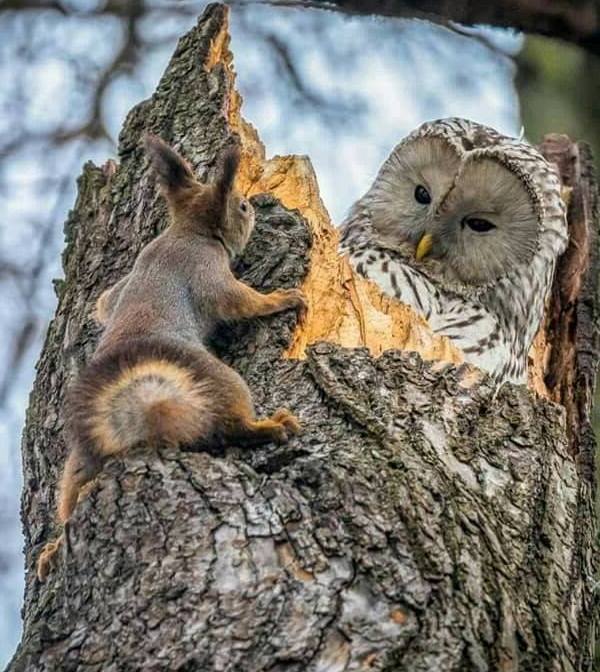 foto-zametki-samye-krasivye-foto-prirody-belka-i-sova