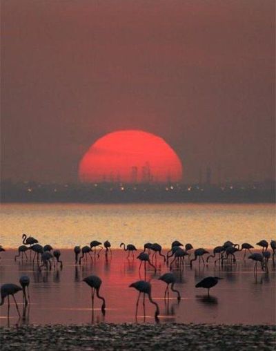 foto-zametki-samye-krasivye-pejzazhi-prirody-Flamingo