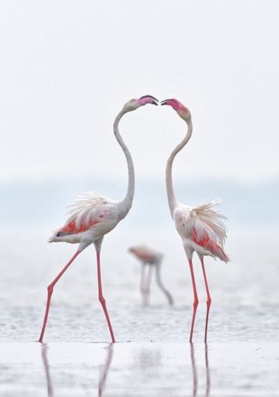 foto-zametki-samye-krasivye-pejzazhi-prirody-para-flamingo...