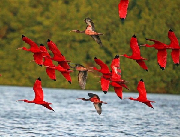 foto-zametki-samye-krasivye-pejzazhi-prirody-ptitsy-rozovyj-flamingo