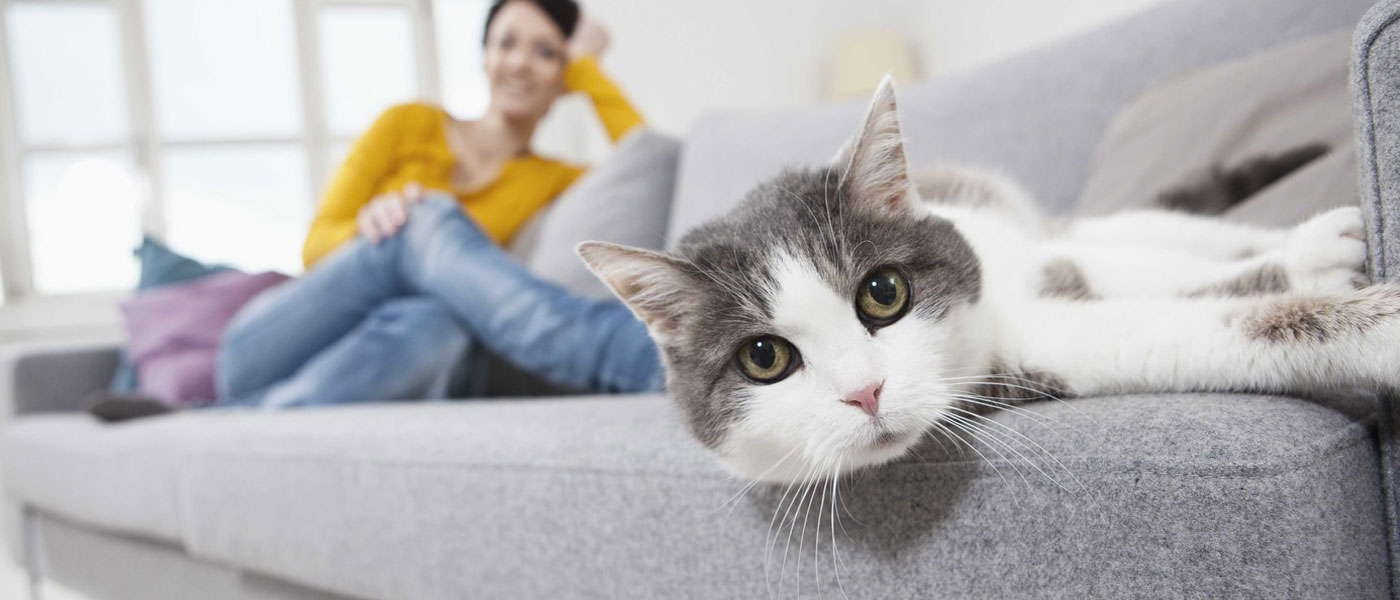 как почистить диван от кошачьей мочи