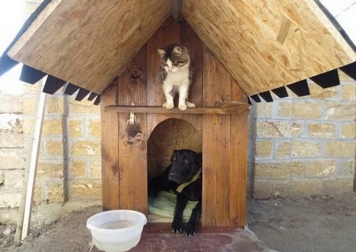 Уличные домики для кошек: выбор, обустройство и установка