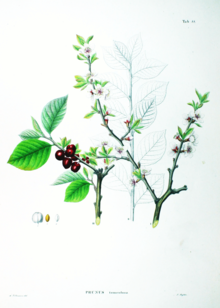 Листья и плоды вишни войлочной