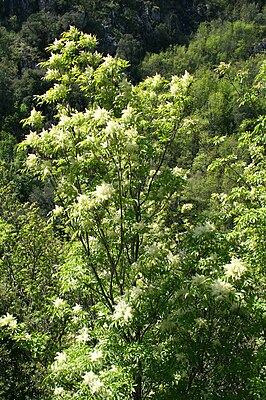 Fraxinus ornus JPG2.jpg