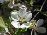 Prunus tomentosa4.jpg