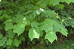 Acer pensylvanicum leaves.jpg