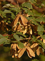 Paperbark Maple Acer griseum Brown Seeds 2000px.jpg
