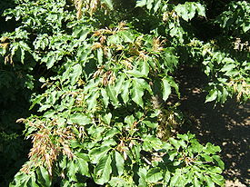 Fraxinus ornus1.jpg