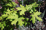 Bigtooth Maple Leaves.jpg
