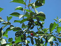 Prunus cerasus.jpg