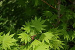 Acer japonicum youngleaves.jpg