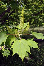 Acer caudatum ukurunduense.jpg