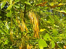 Fraxinus ornus 001.jpg
