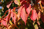 Acer cissifolium JPG1c.jpg