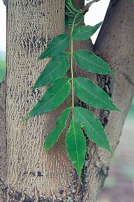 Fraxinus mandschurica USDA.jpg