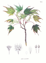 Acer micranthum SZ141.png