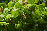 Acer pseudosieboldianum flowers.jpg