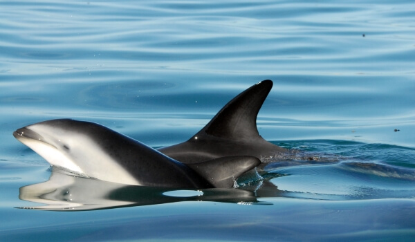 Фото: Беломордый дельфин