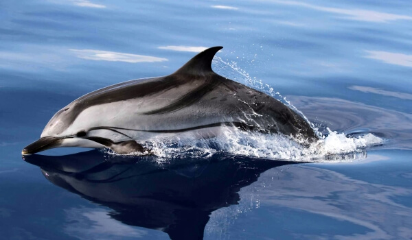 Фото: Беломордый дельфин в океане