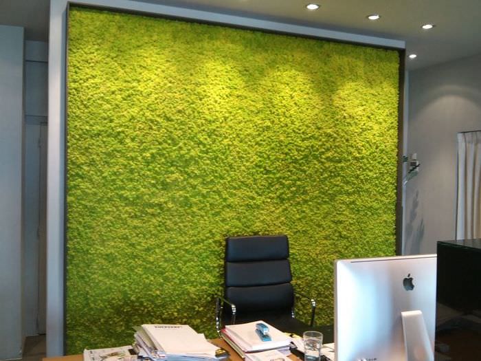 Зеленый мох на стене рабочего кабинета
