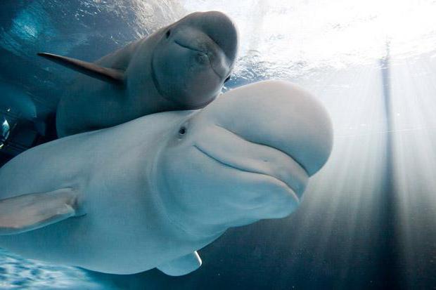 название полярного белого дельфина