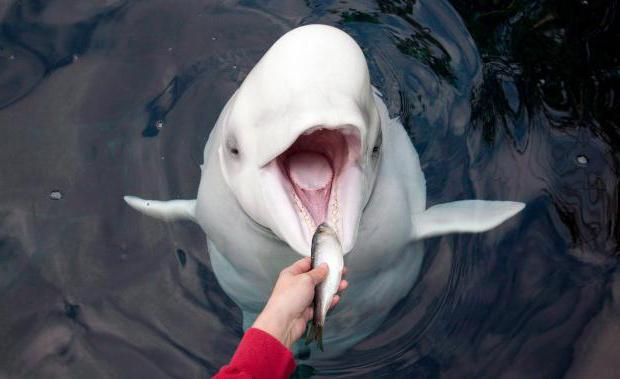 дельфин белого цвета