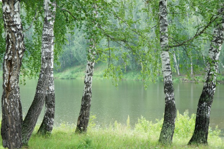 Береза во дворе