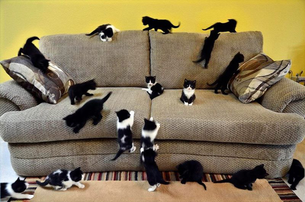 Много котят играют на диване